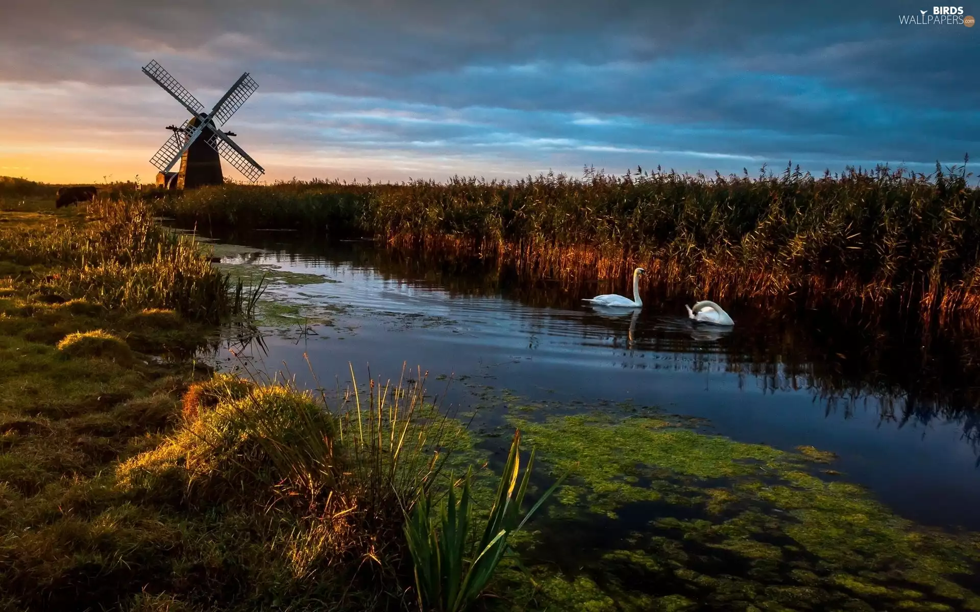 Swan, Windmill, River