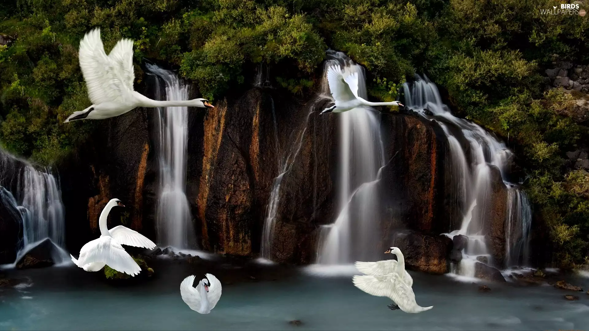Swan, waterfall, rocks