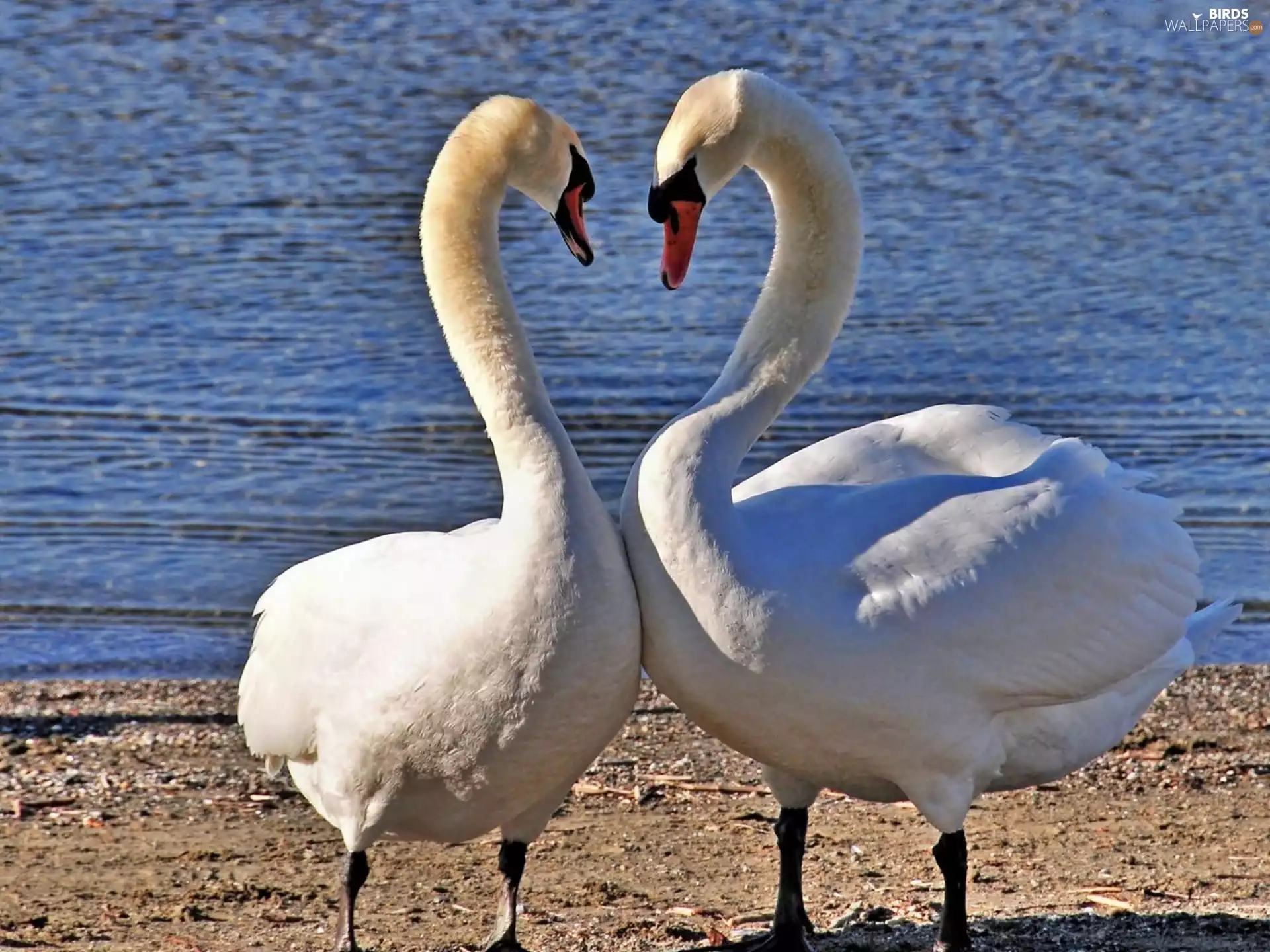 sea, in Love, Swan
