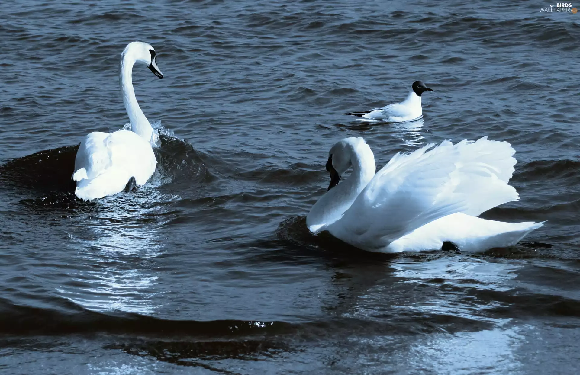 Swan, seagull