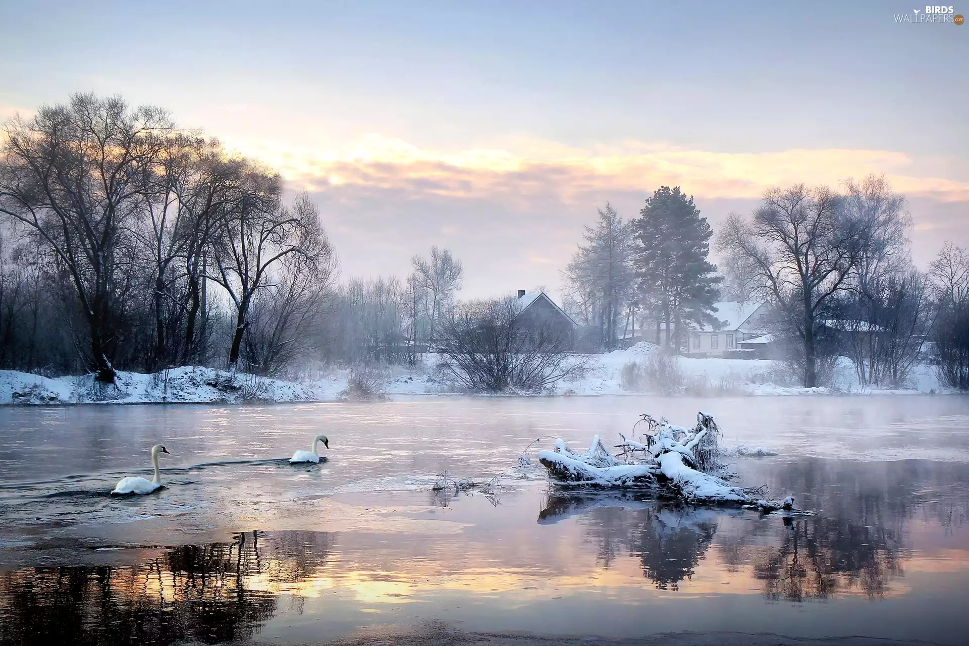 viewes, Swan, snow, trees, lake