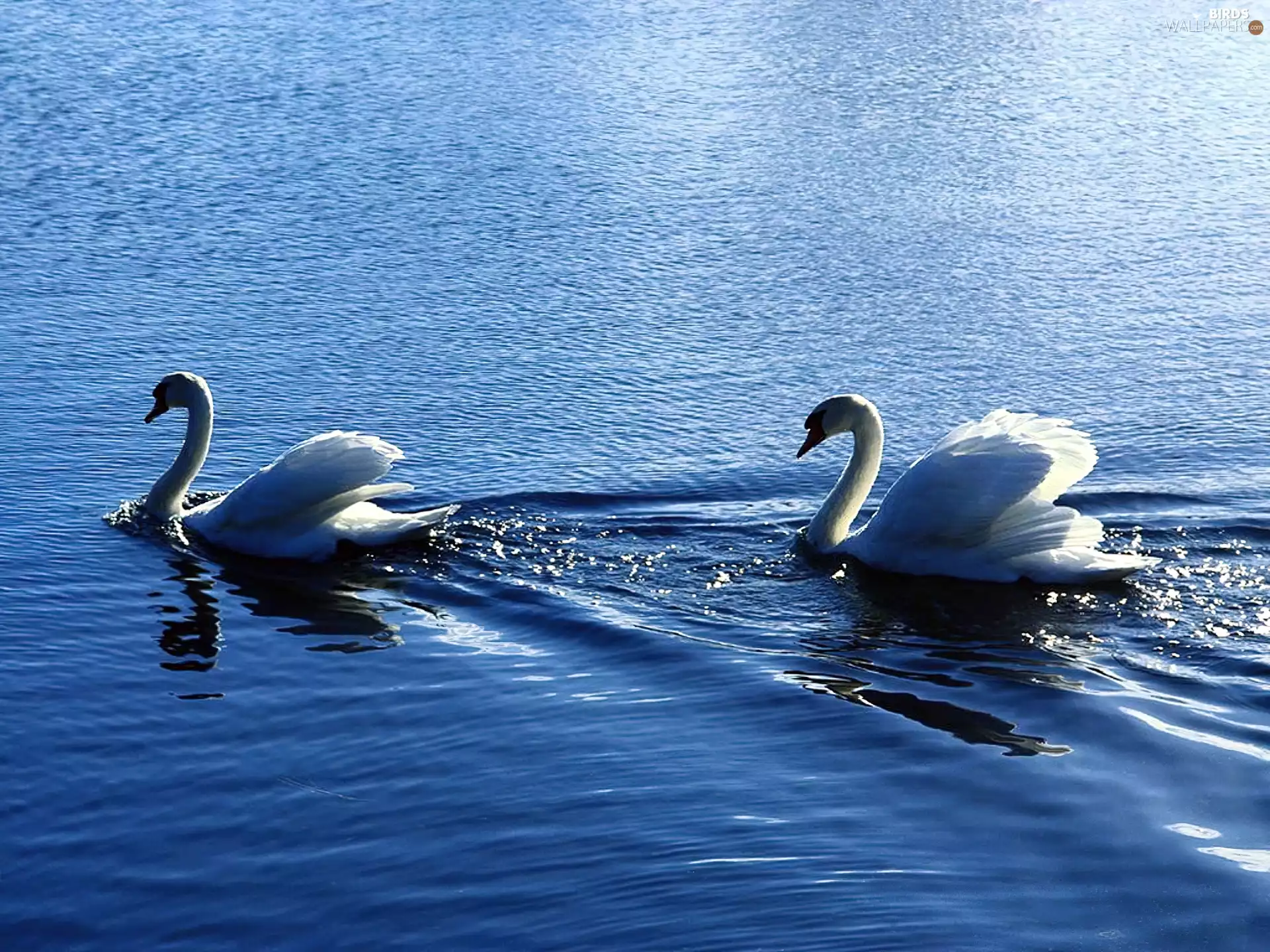 Swan, water