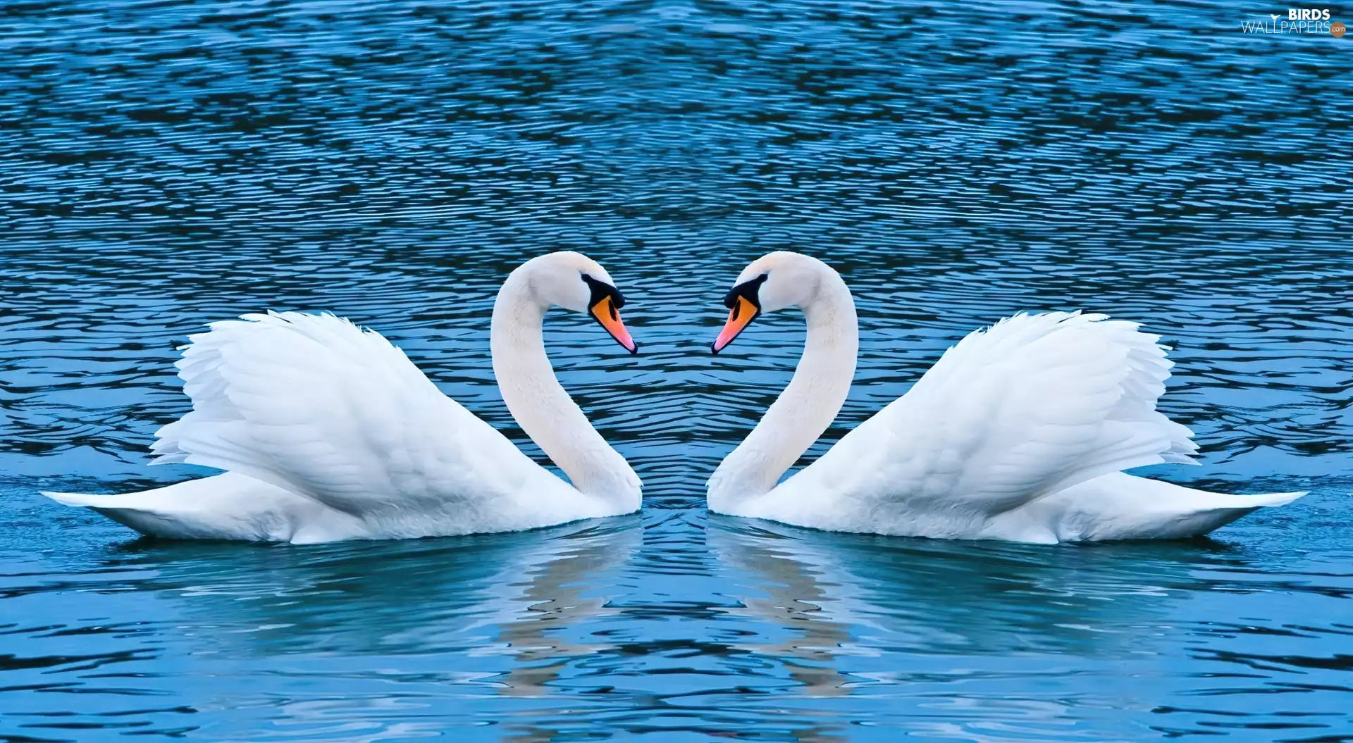 Swan, water