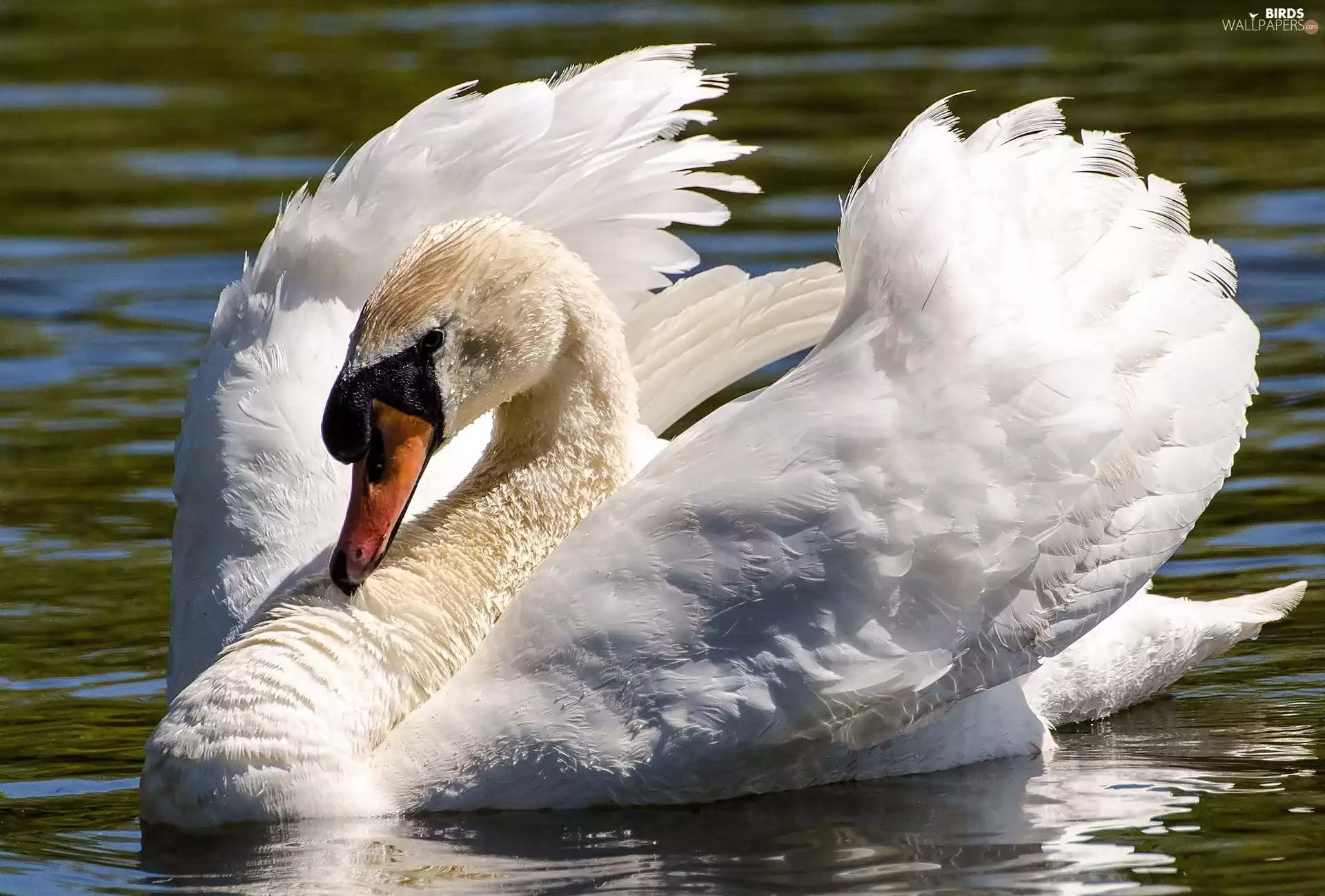 swan, water