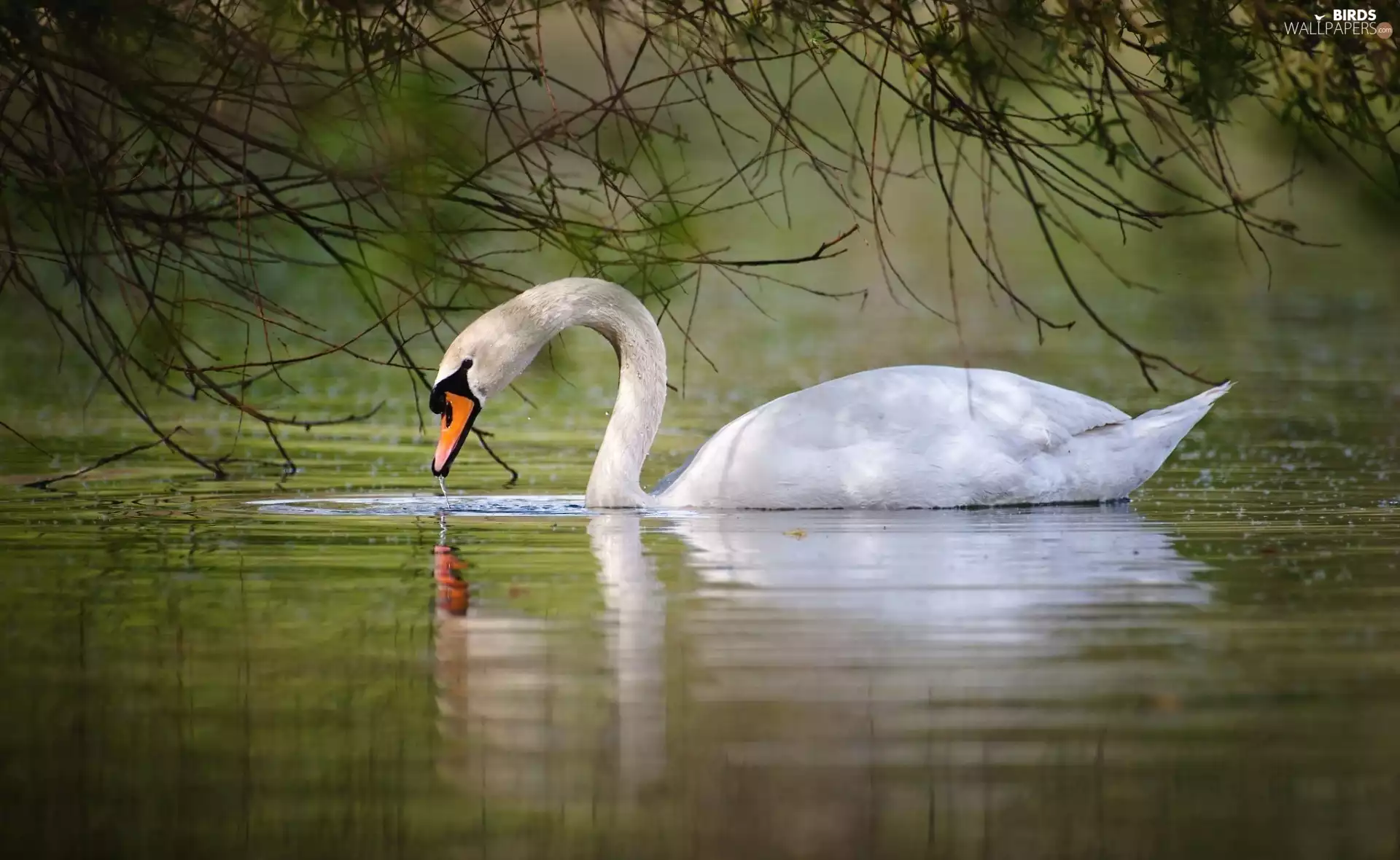 swan, water