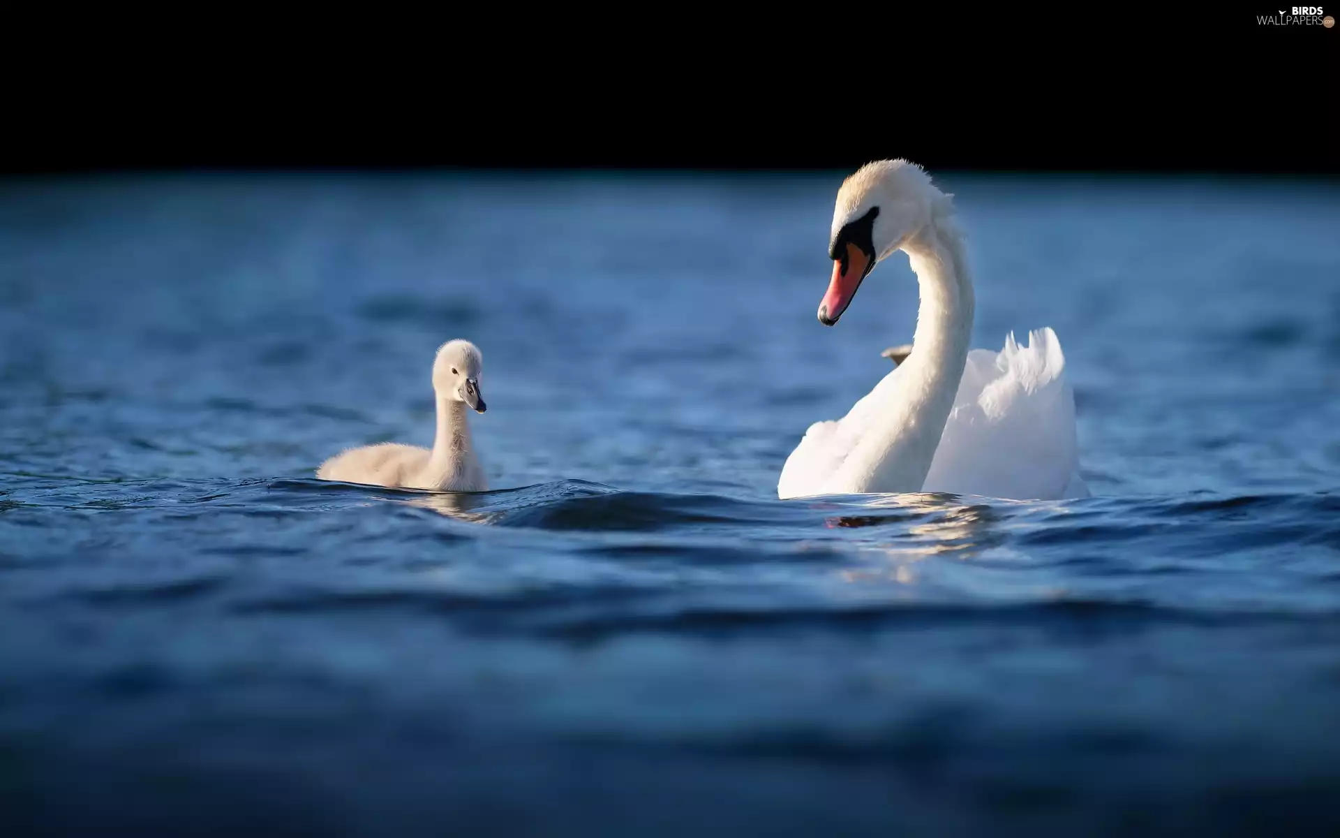 water, Two cars, Swan