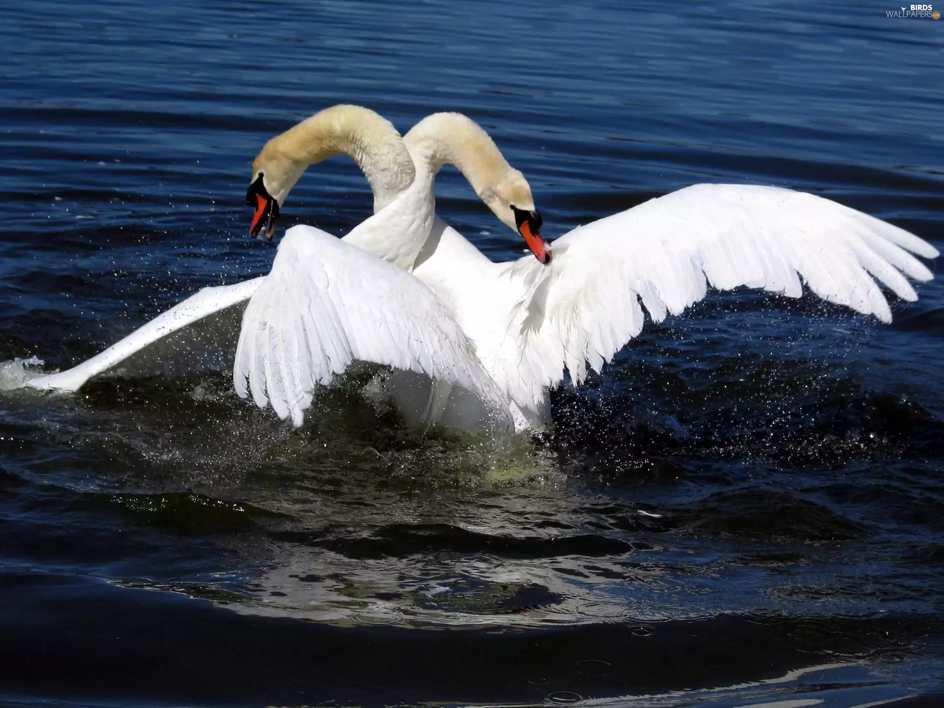 water, Two cars, Swan