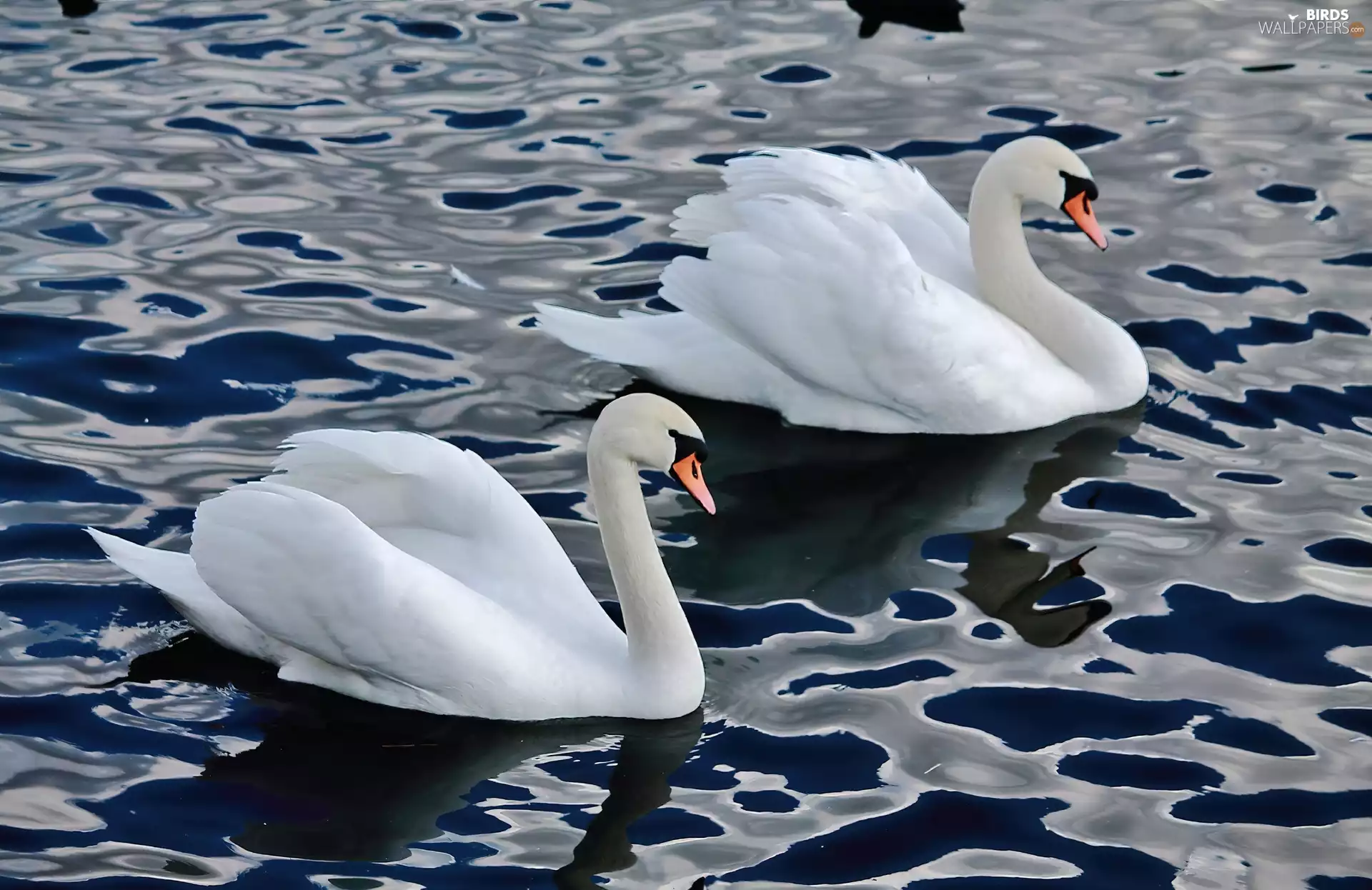 water, Two cars, Swan