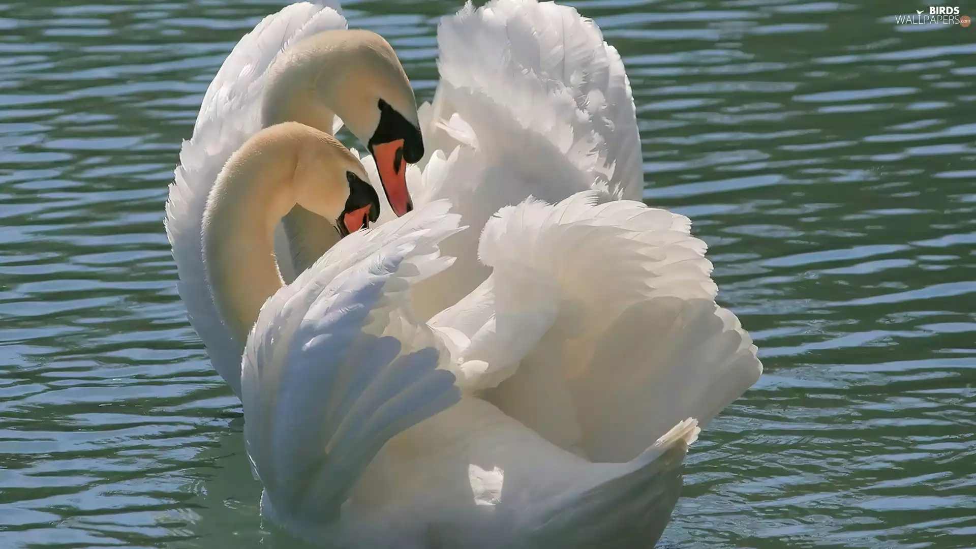 water, Two cars, Swan