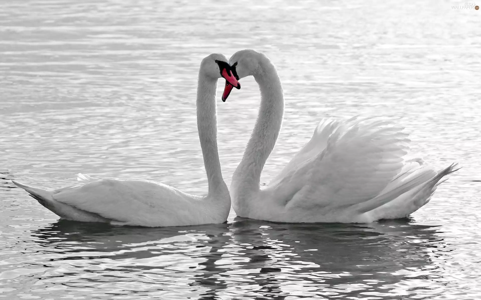water, Two cars, Swan