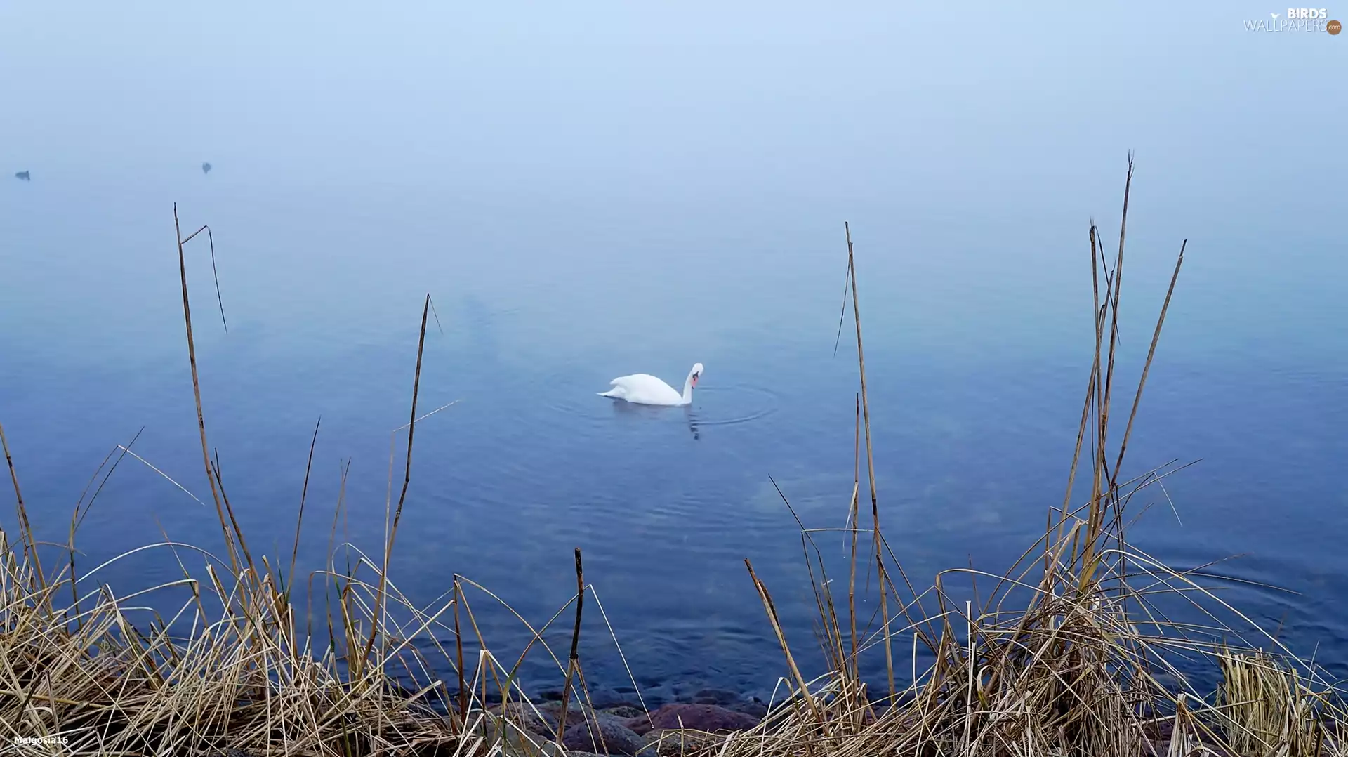 Bird, Swan, water, White, lake