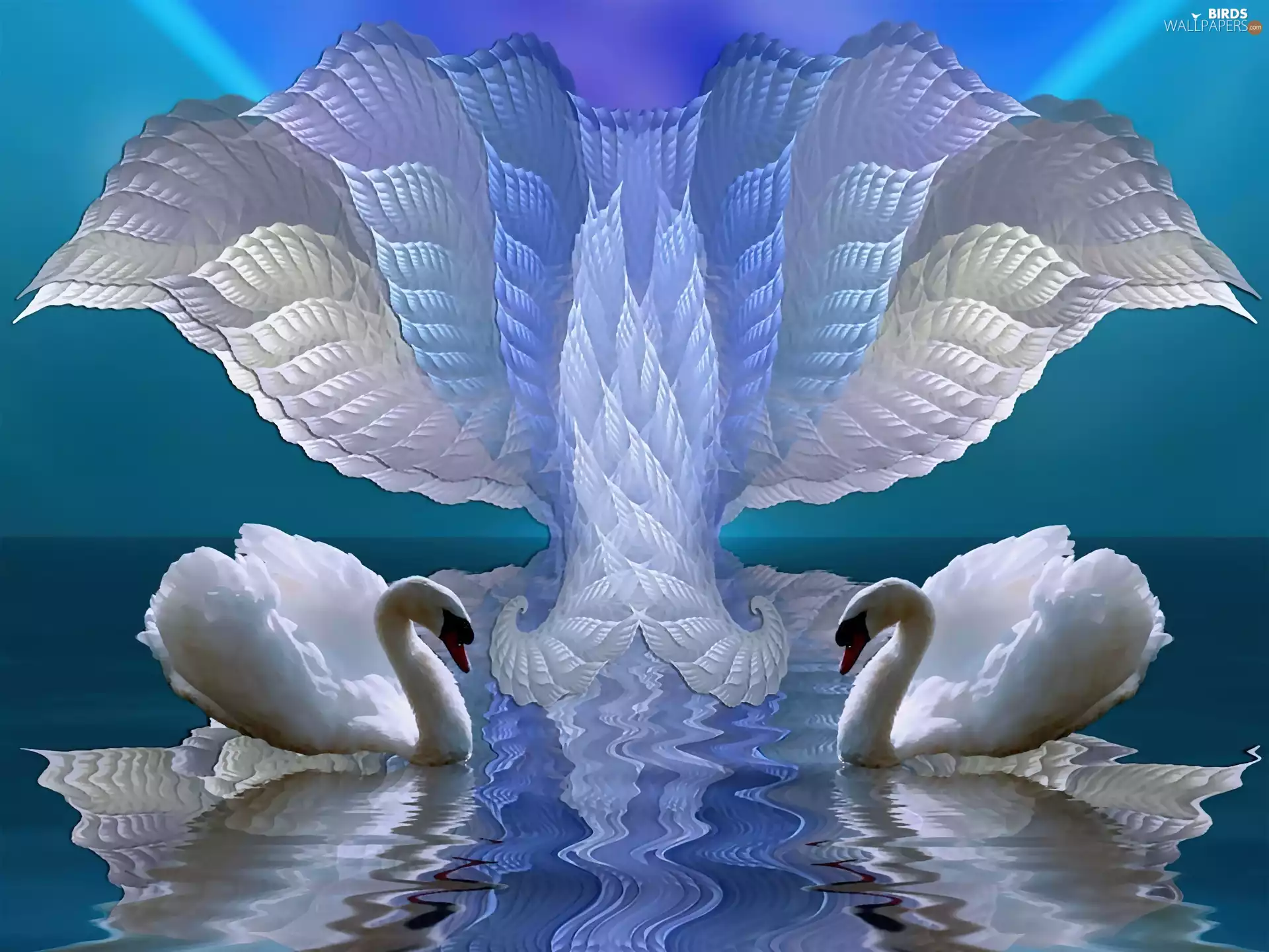 White, an, lake, Swan