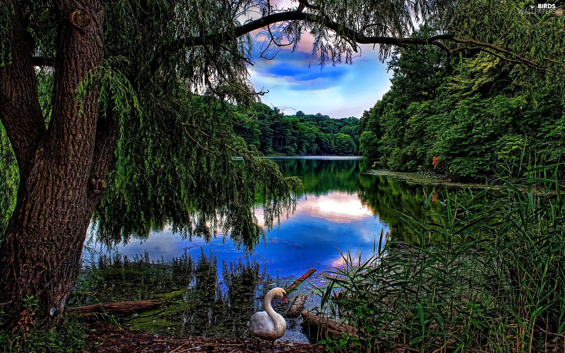 Swan, lake, woods