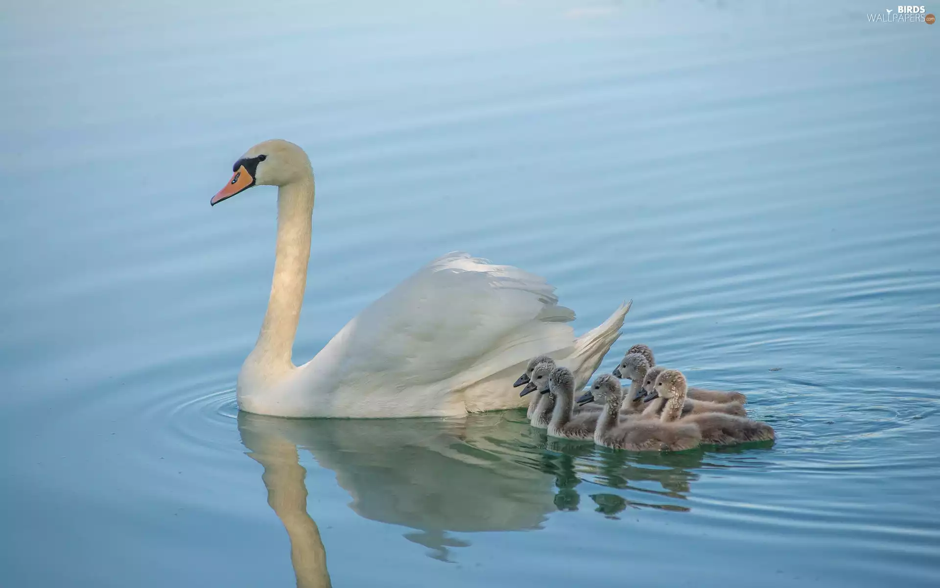 lake, DBZ, young, swanlike