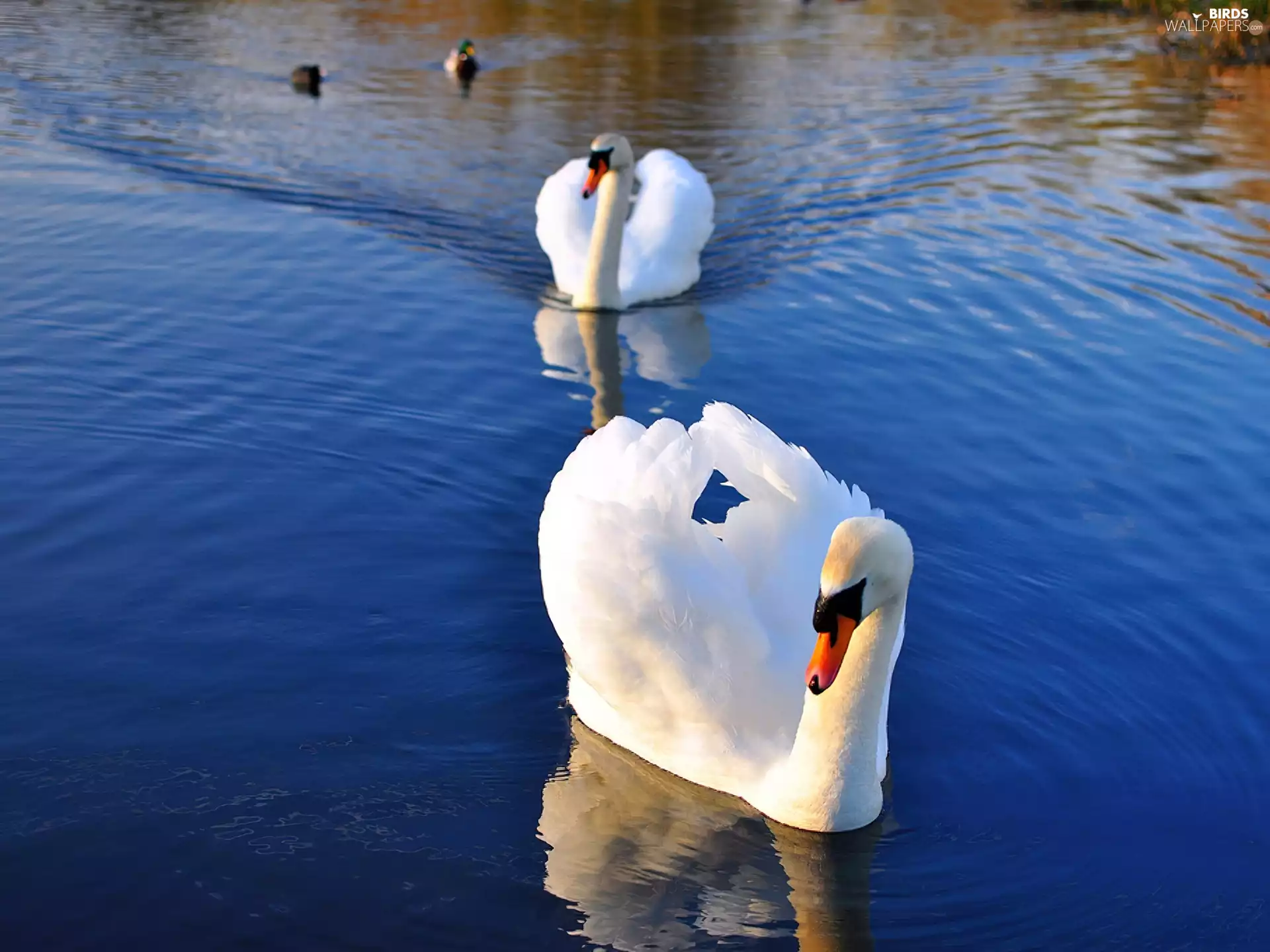 swanlike, lake, Steam