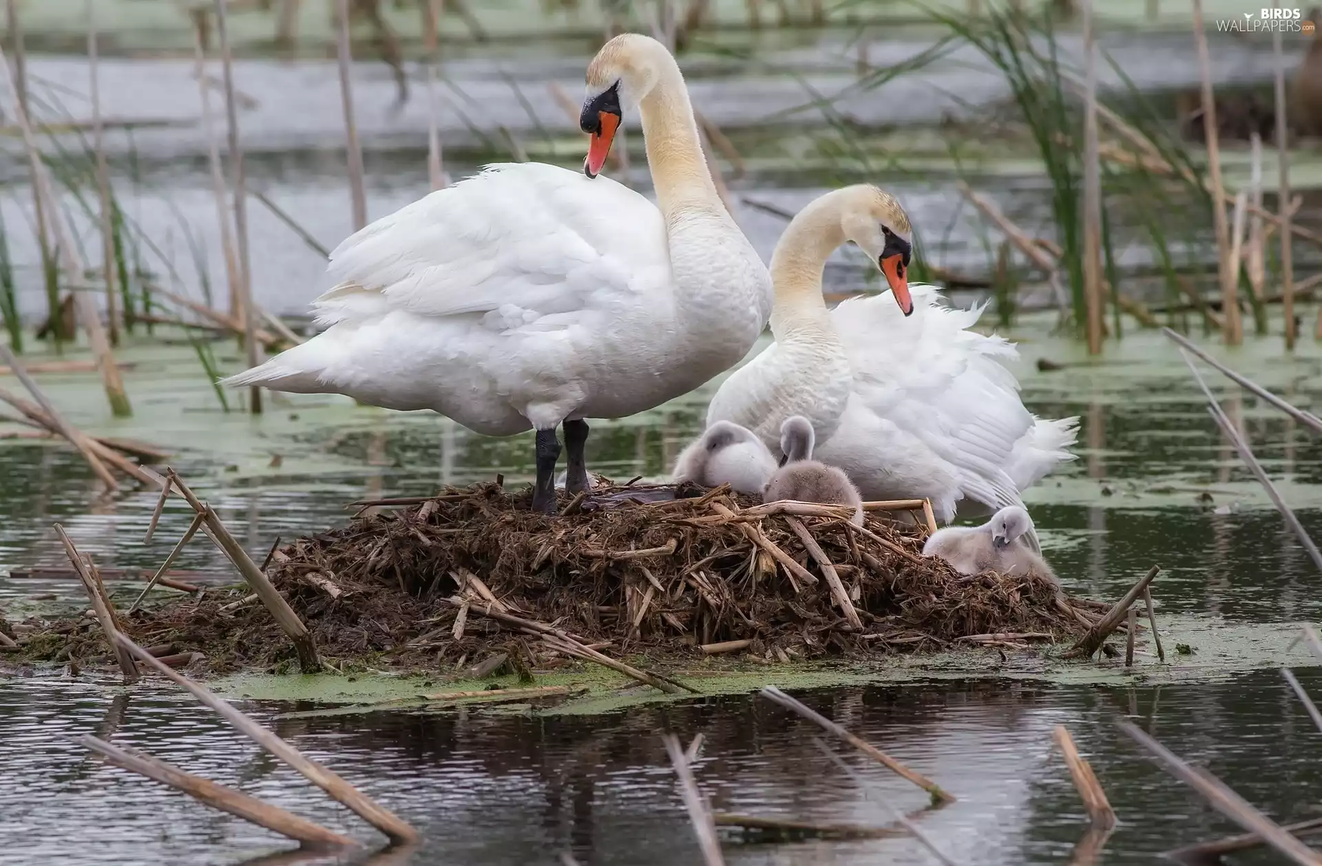 Steam, young, nest, swanlike