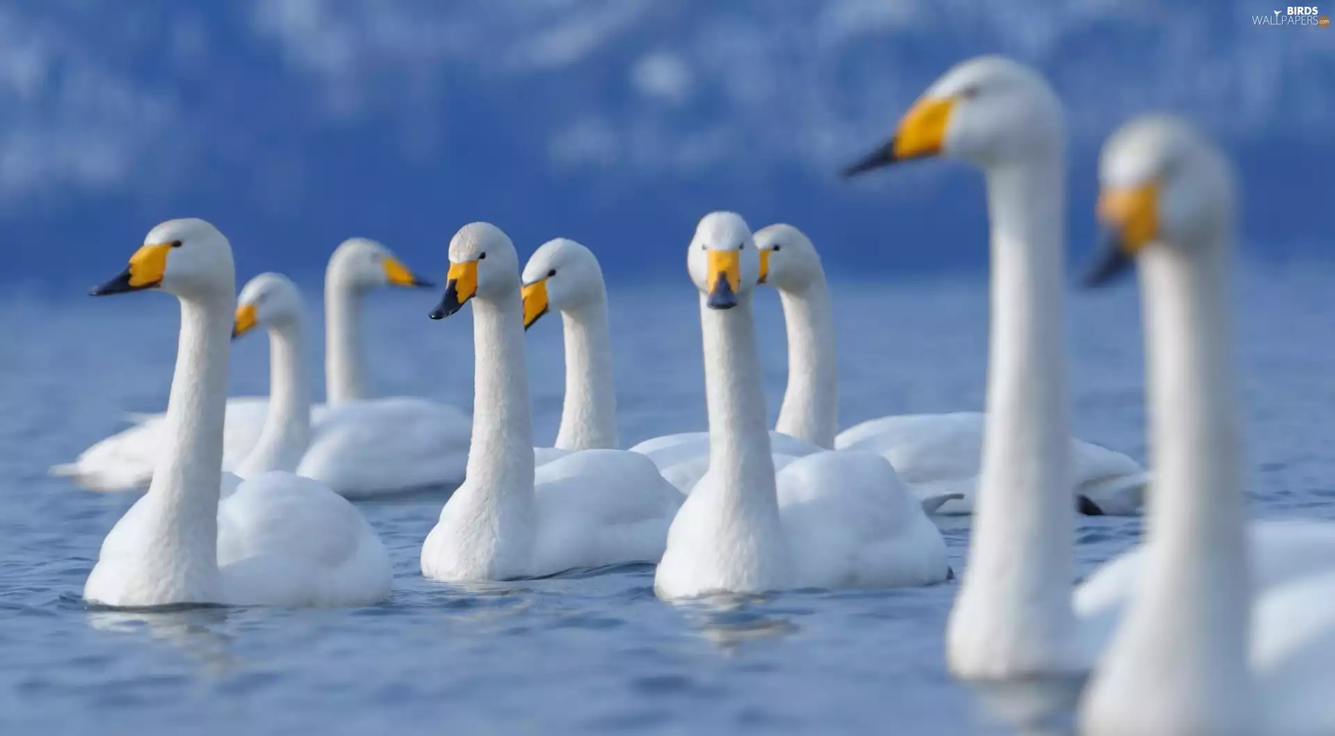swanlike, flock, young