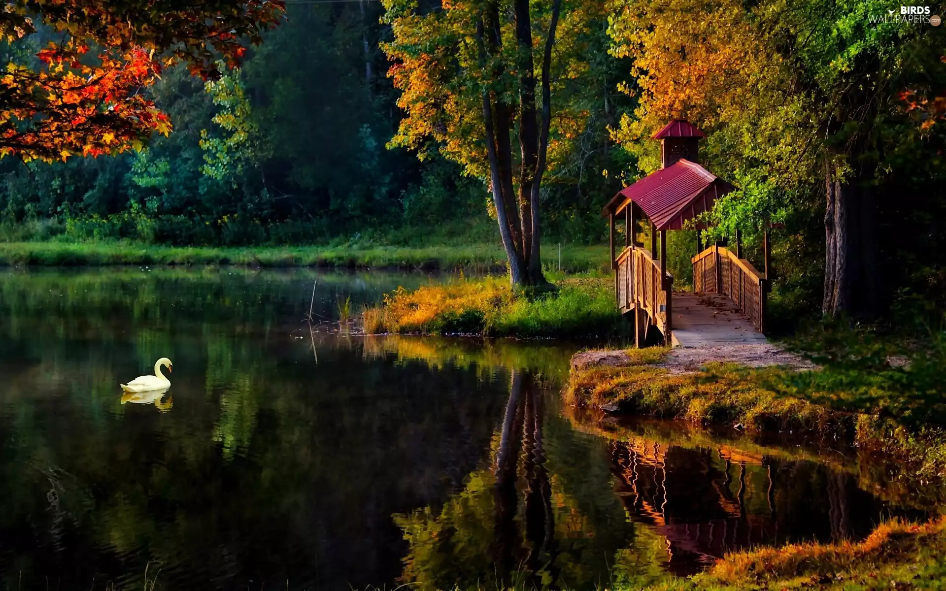 Park, Swans, autumn, Pond - car