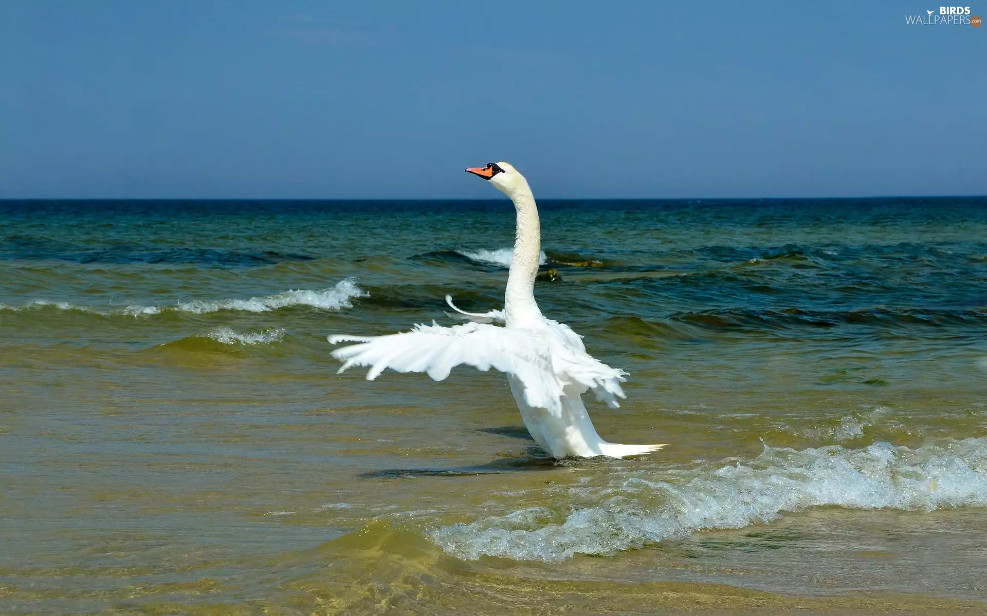 Swans, sea, Beaches