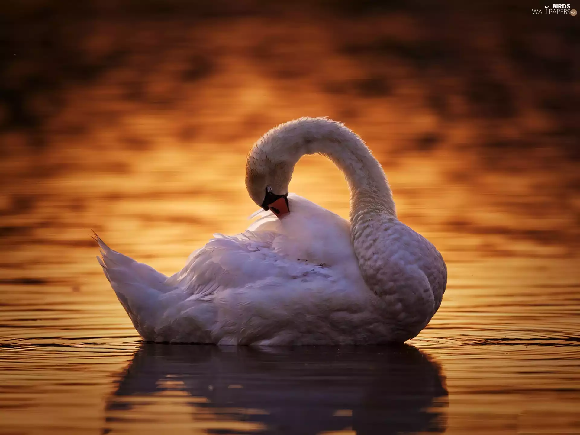 Swans, water, Beatyfull