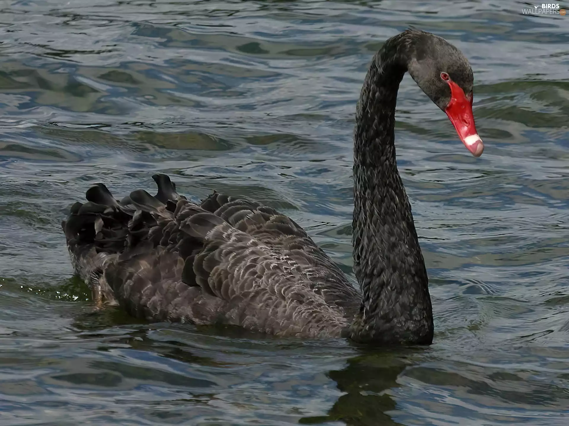 Black, Red, nose, Swans
