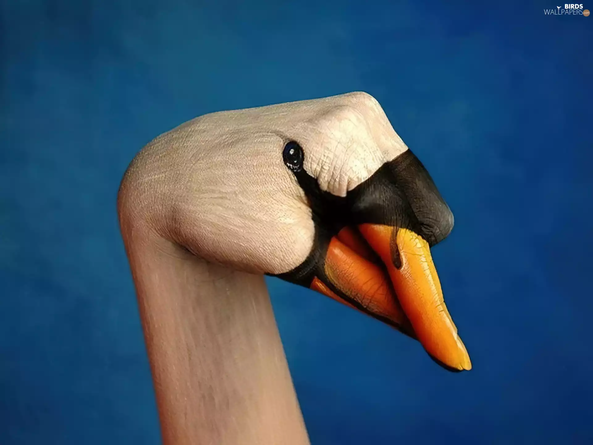 Swans, Bodypaint