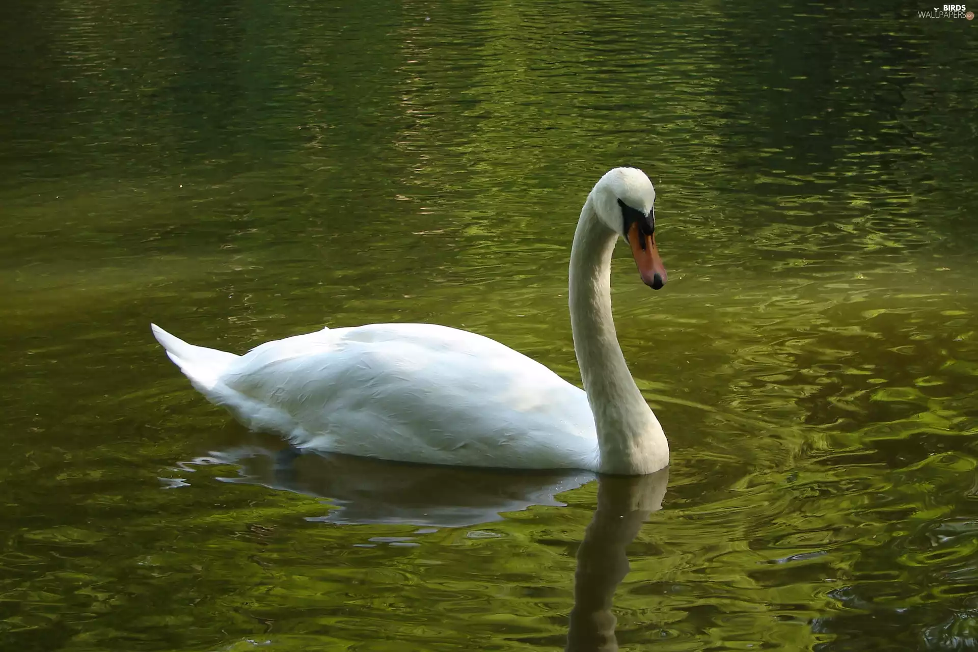 Swans, Pond - car