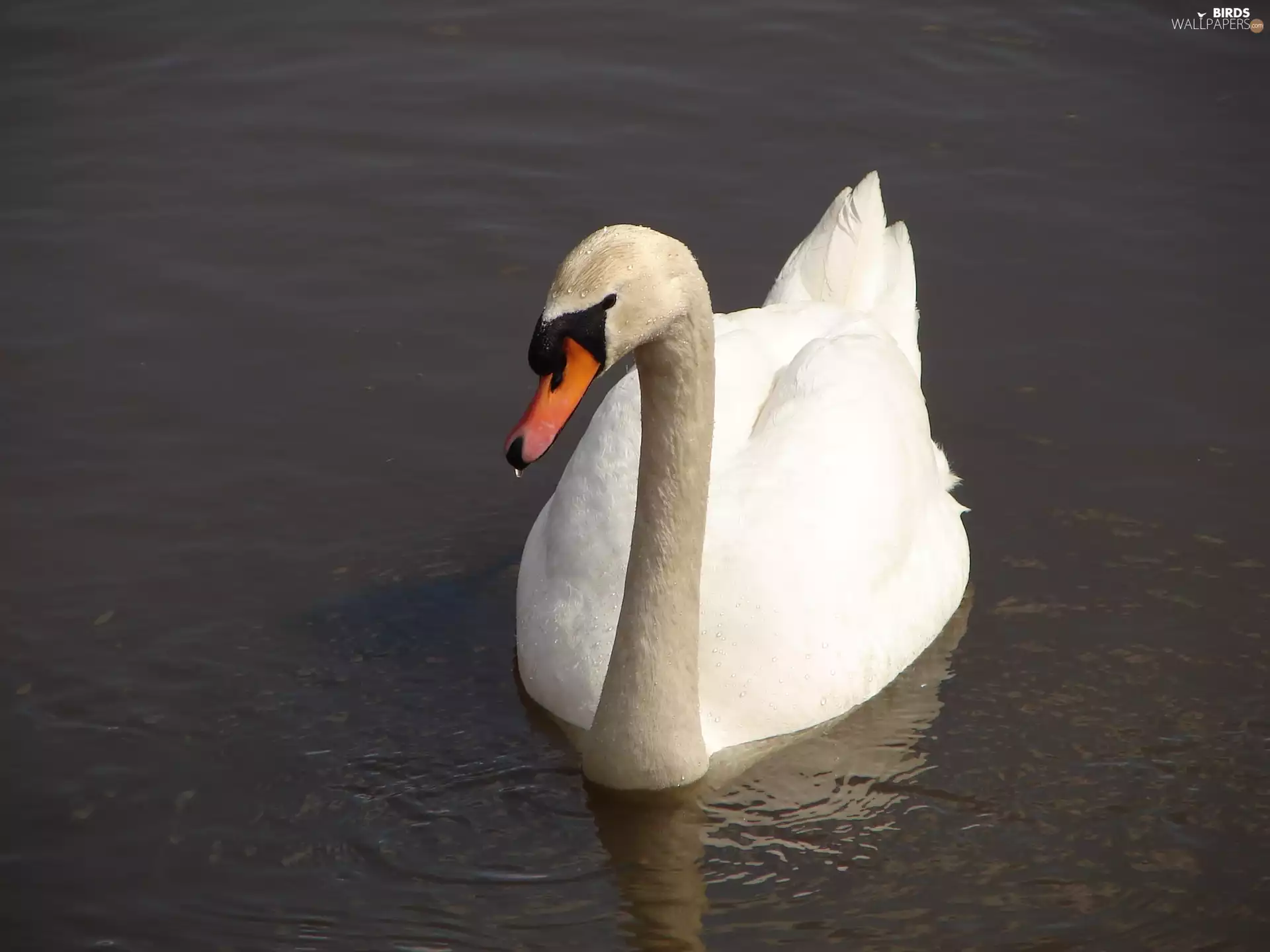 Swans, Pond - car