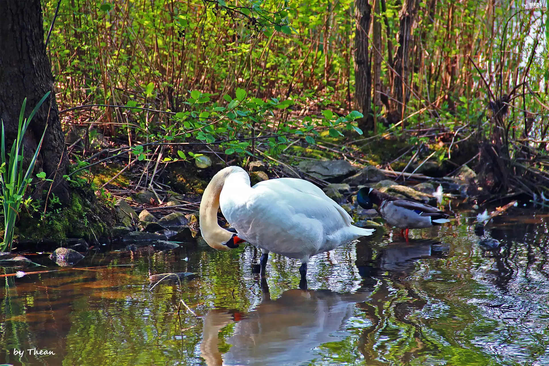 Swans, duck