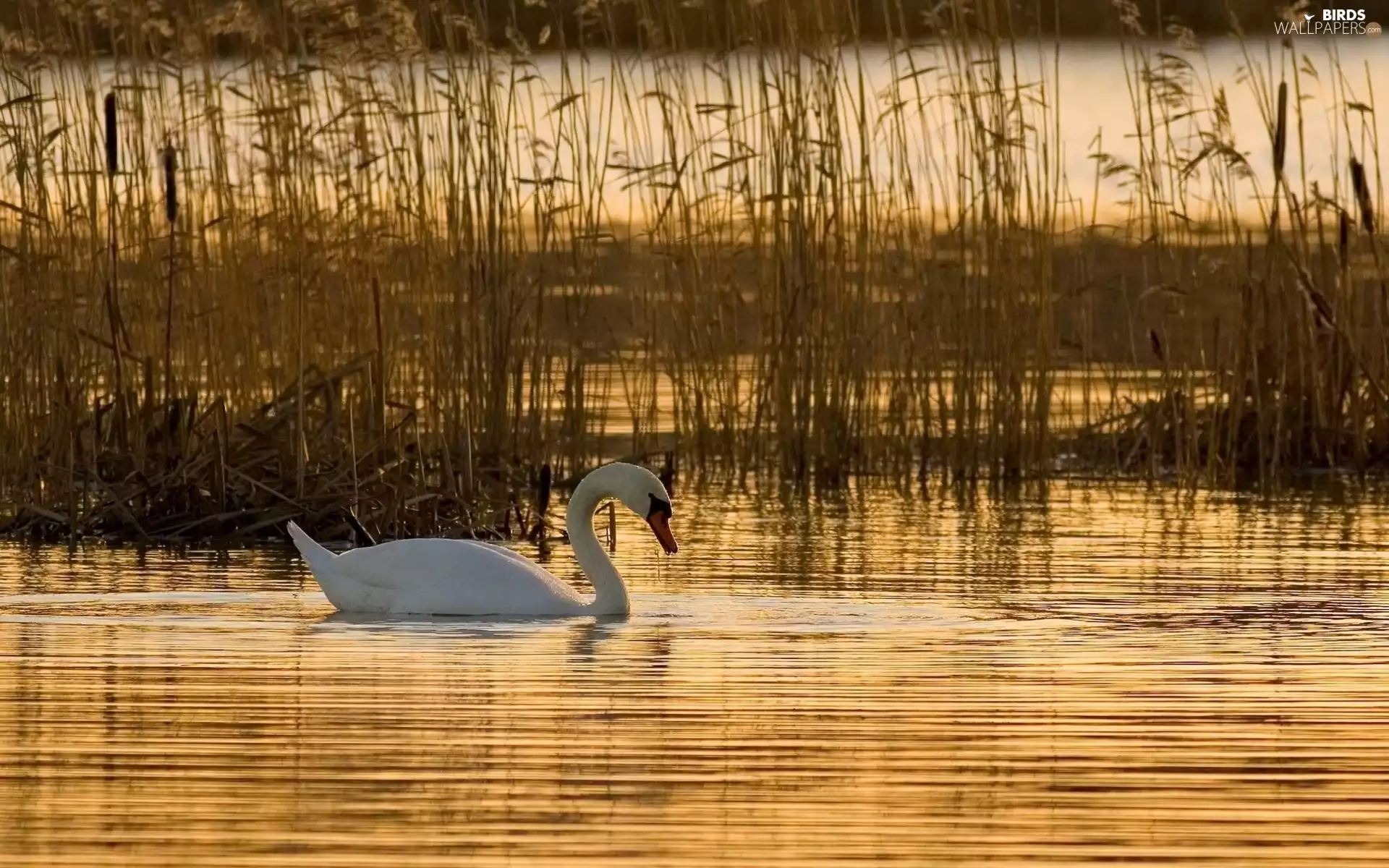 Swans, lake