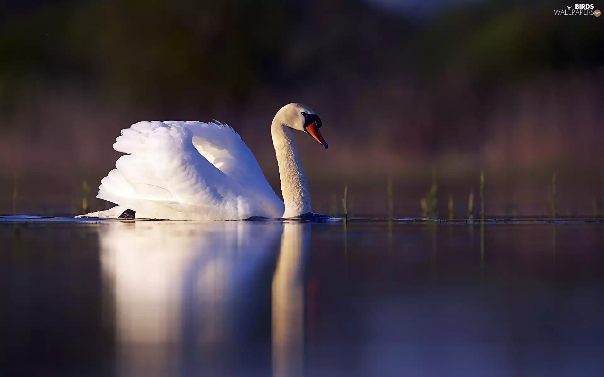 Swans, lake