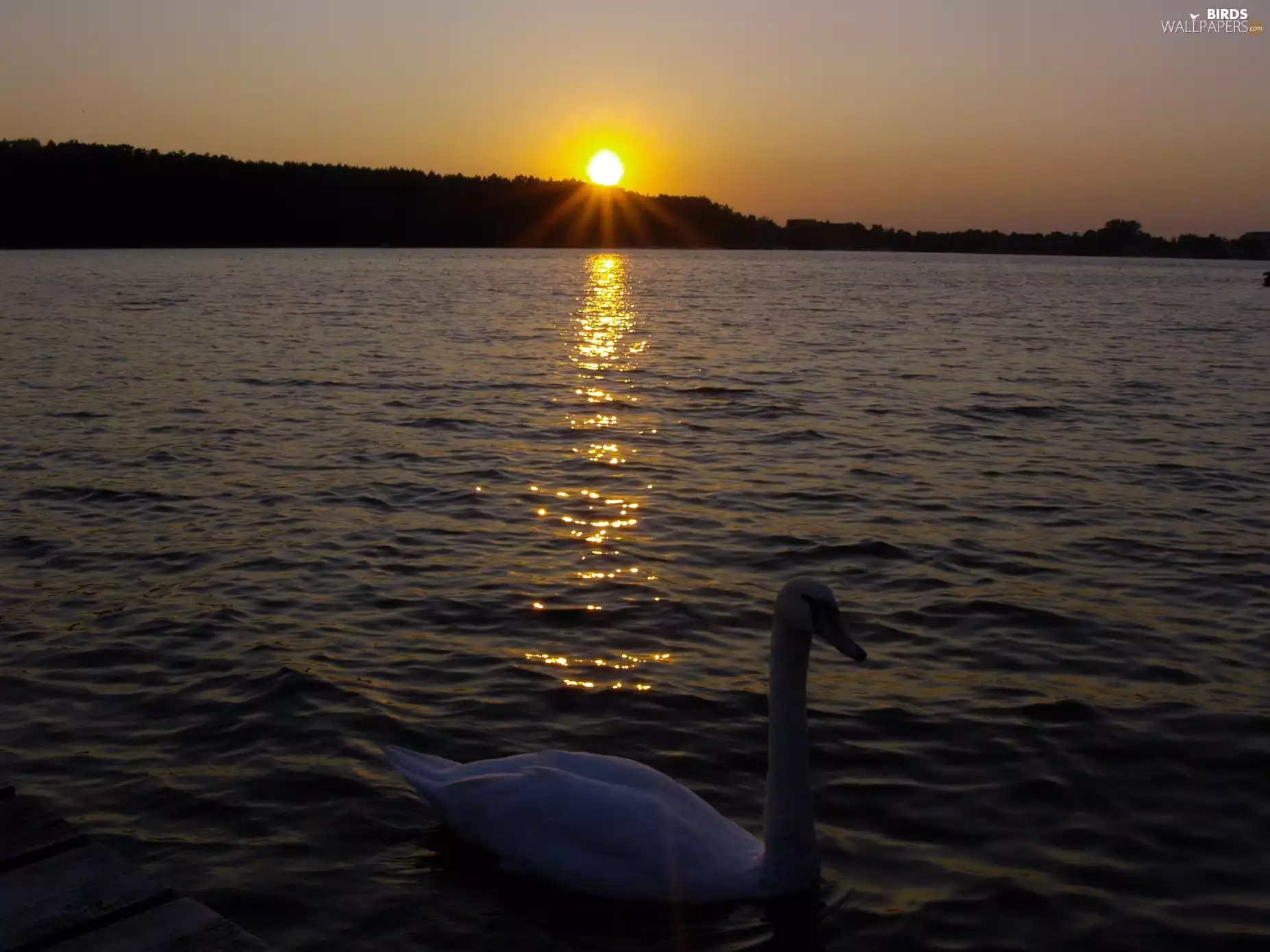 lake, west, sun, Swans