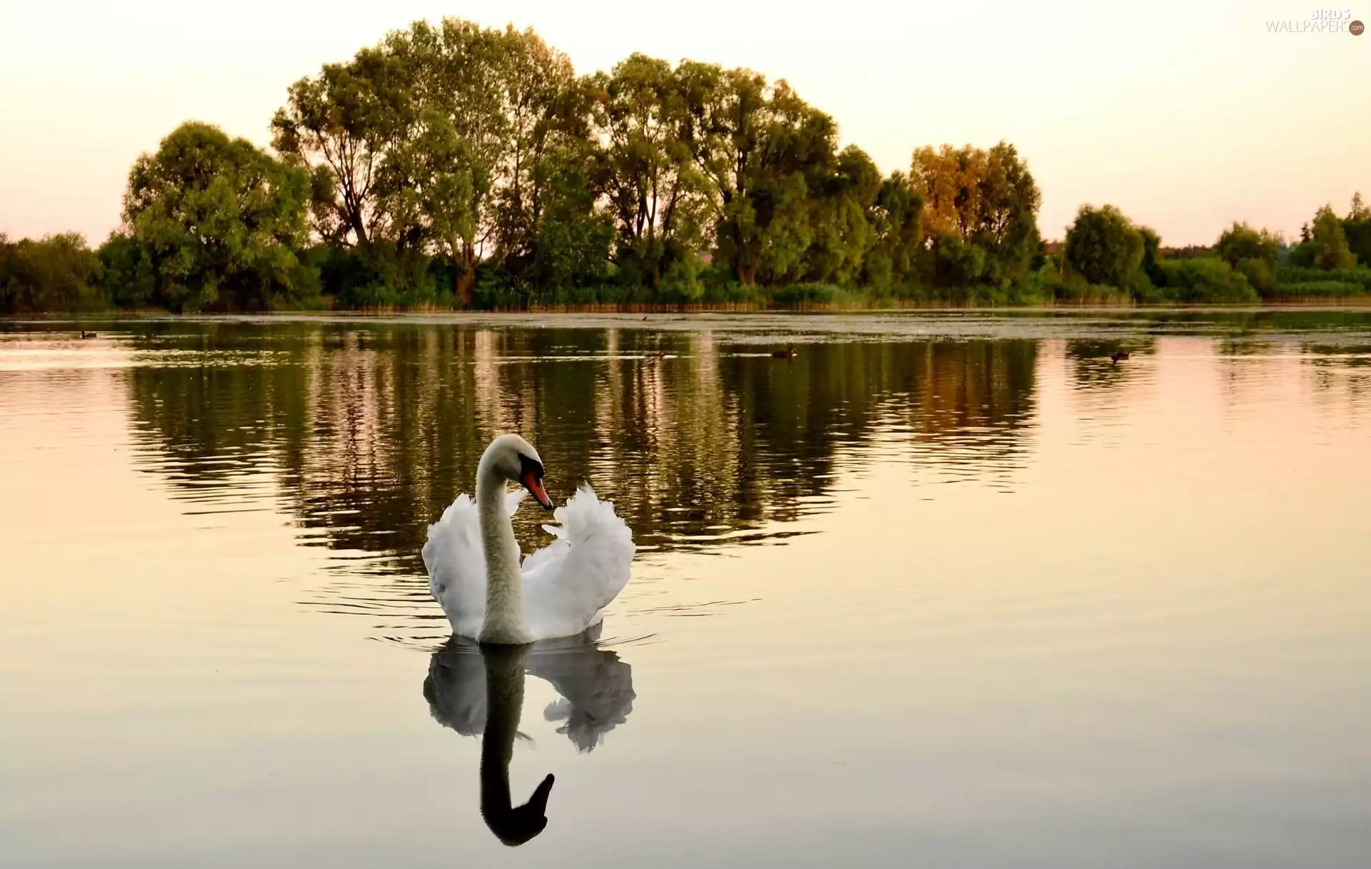 lake, trees, viewes, Swans