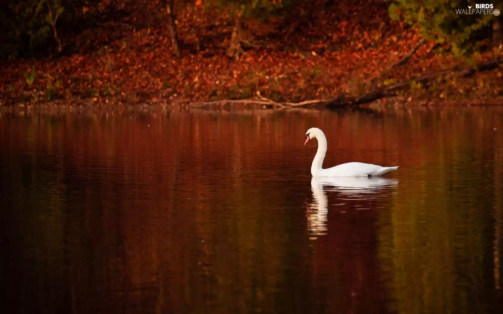 Swans, lake, lonely