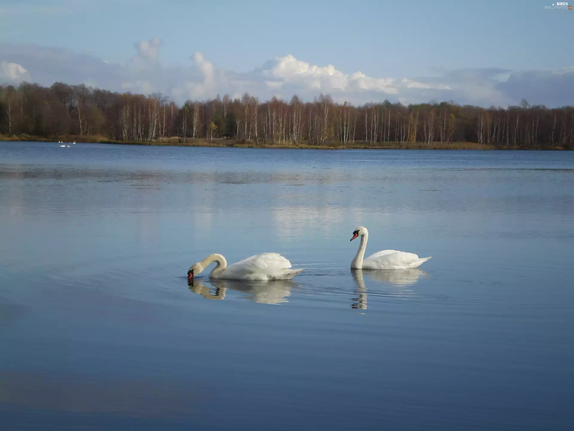 trees, viewes, mute swans, lake, Two cars