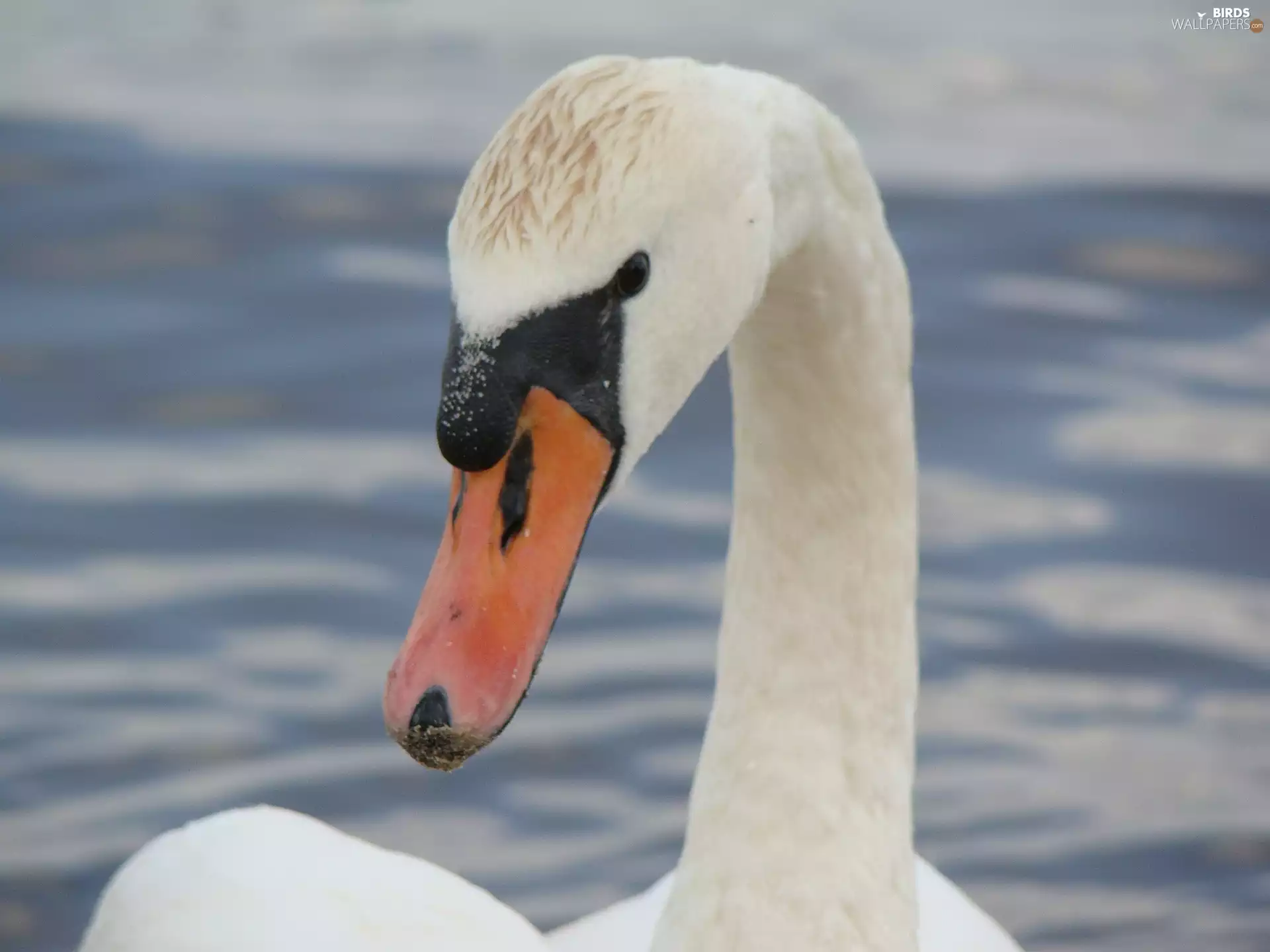 Swans, neck