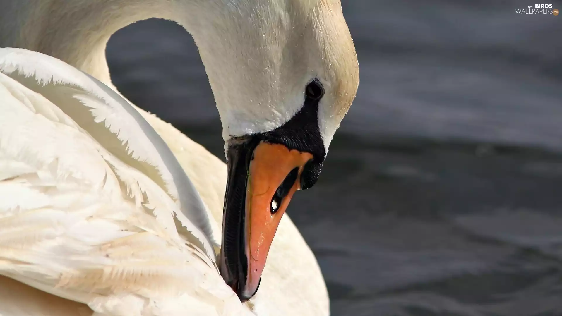 Swans, nose