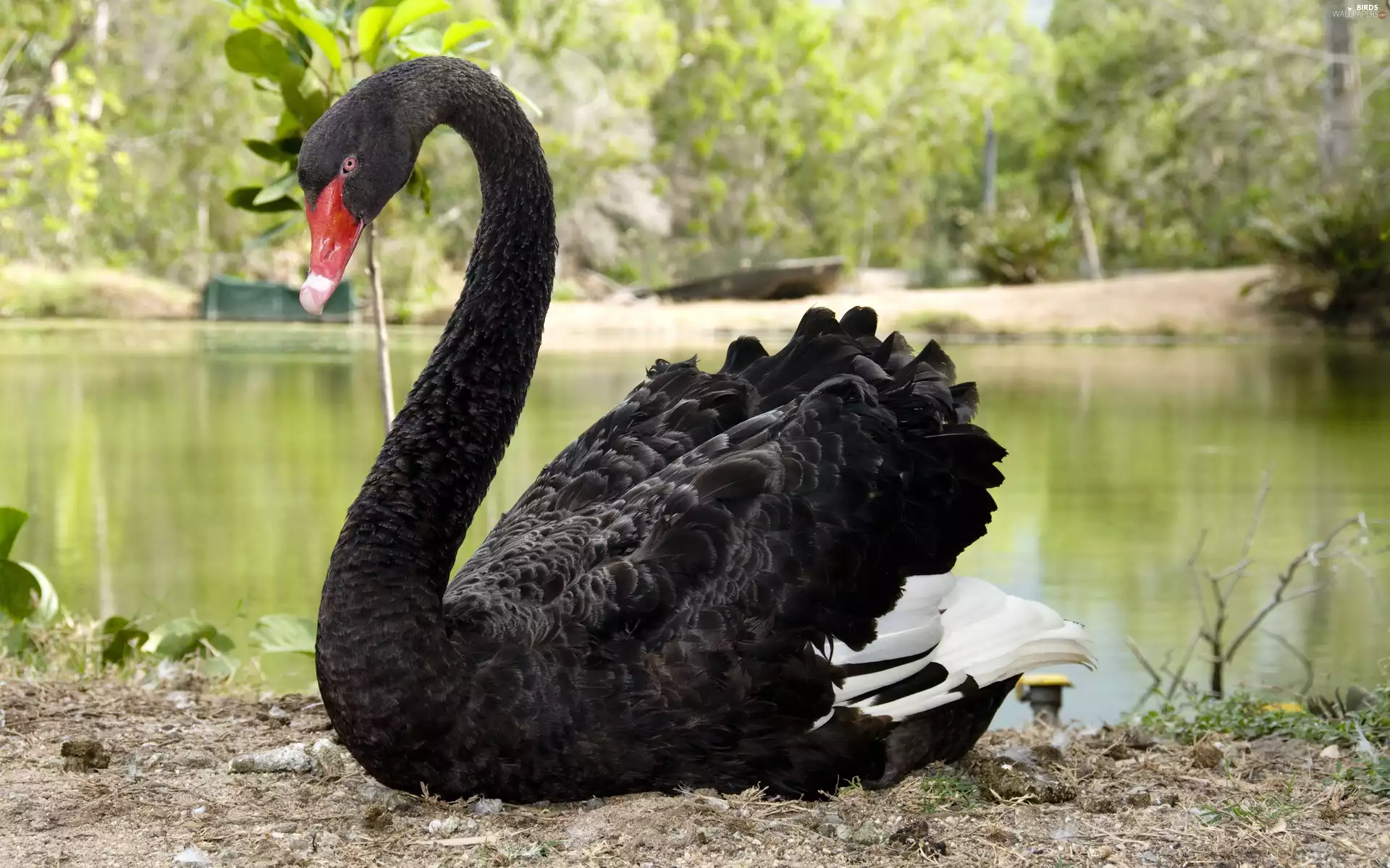 Pond - car, Black, Swans