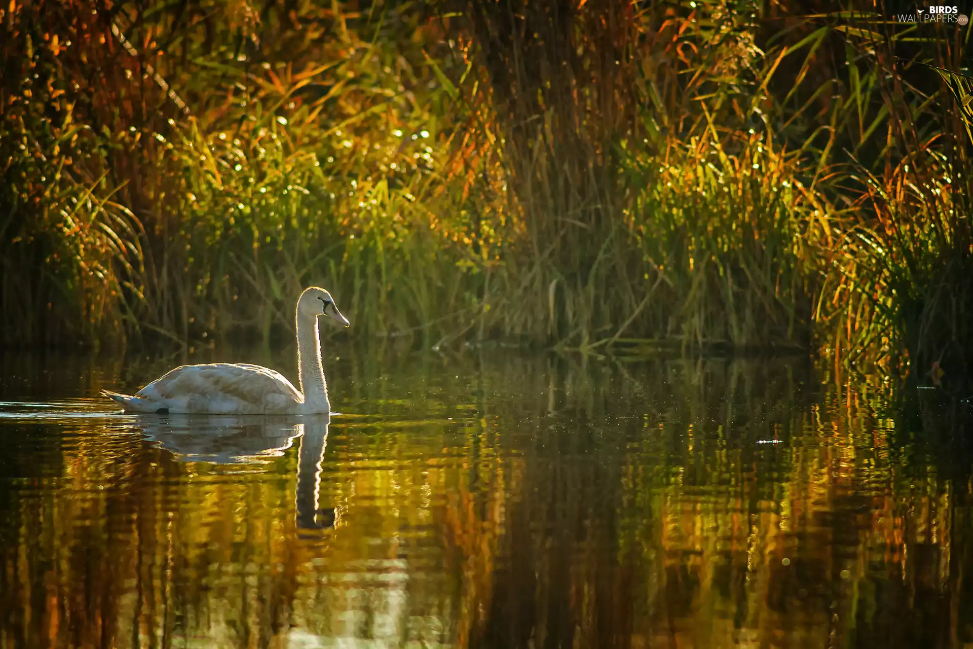 Pond - car, young, Swans