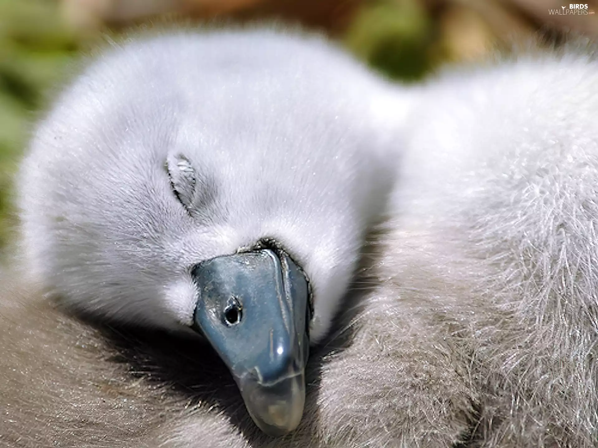 Swans, small, sleepy