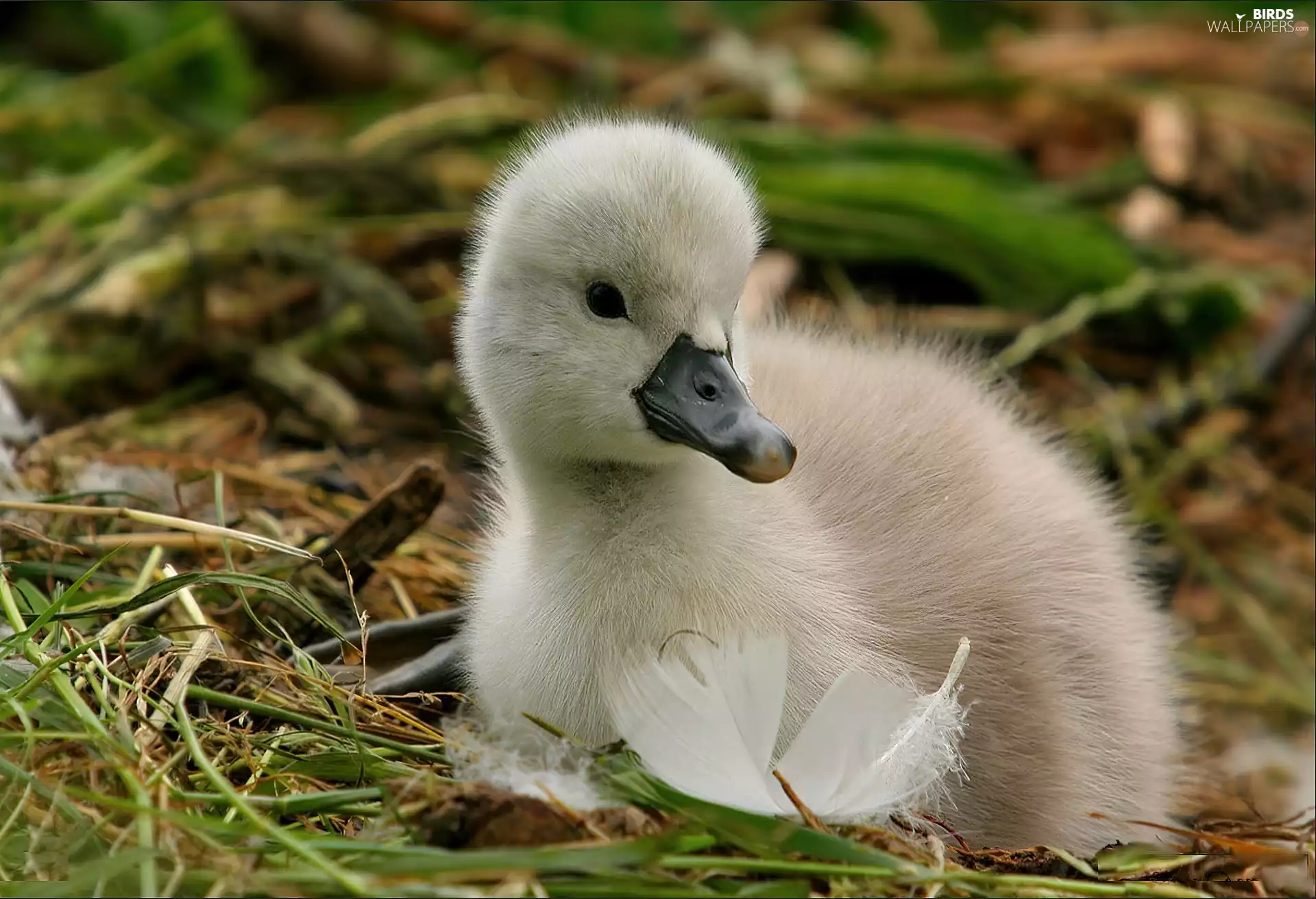 small, grass, feather, Swans