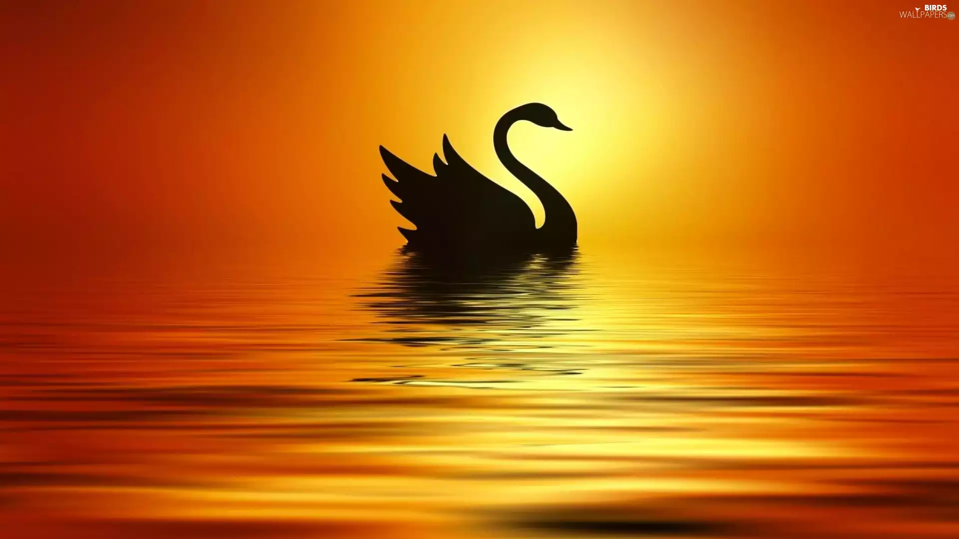 Swans, Great Sunsets