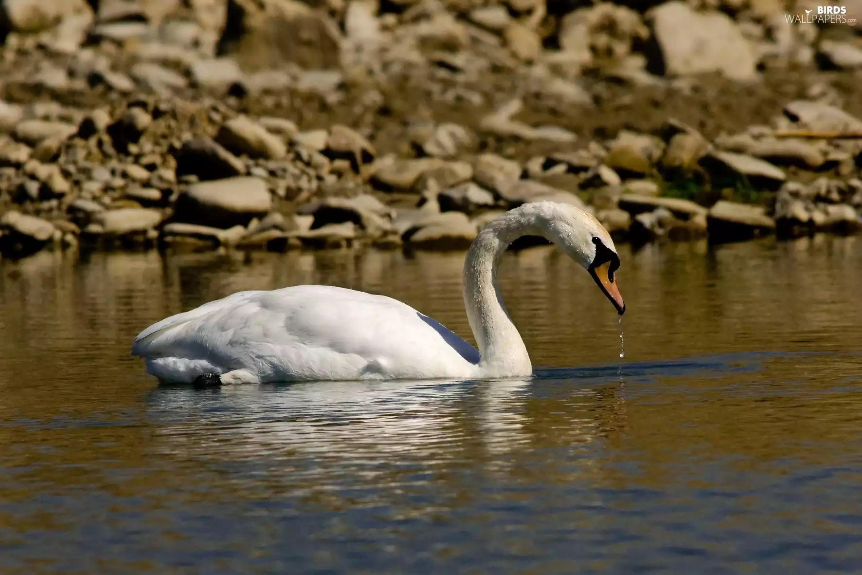 swimming, stony, coast, Swans