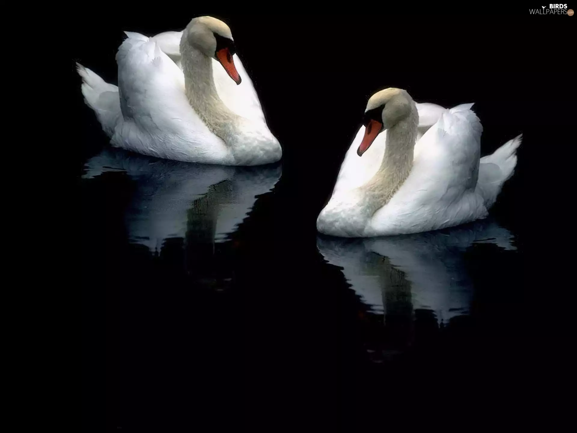 Two cars, mute swans