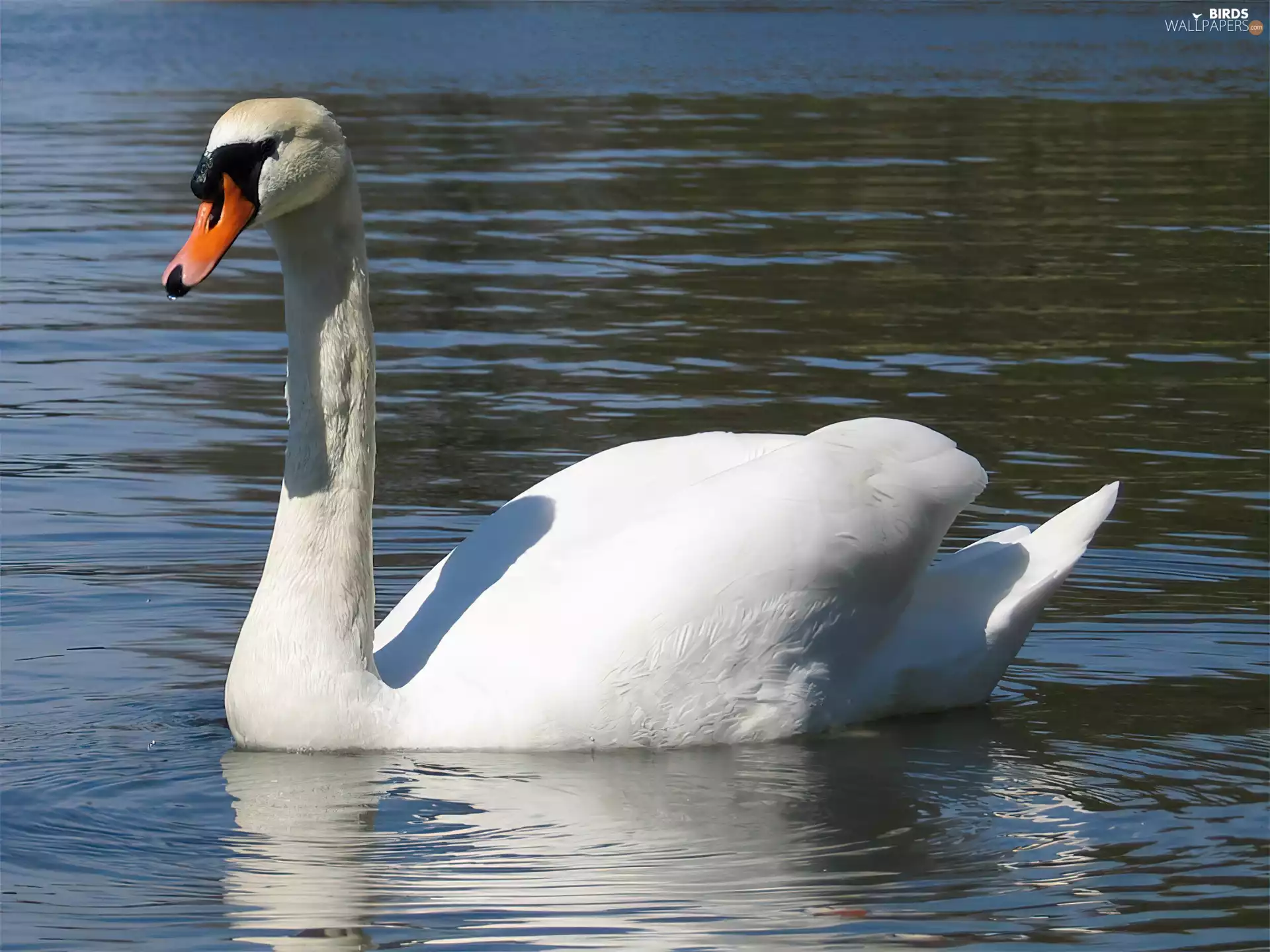 Swans, water