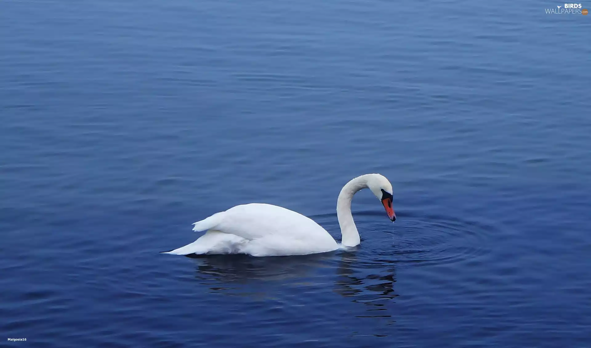 Swans, water