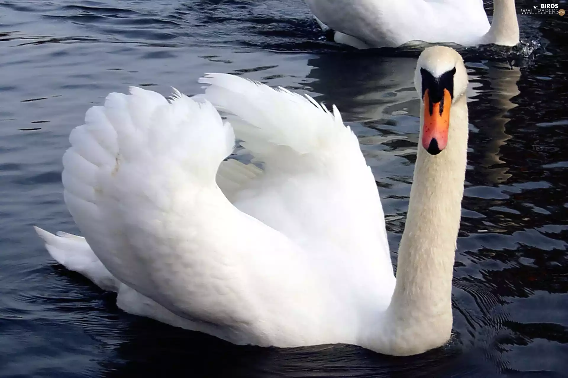 Swans, water