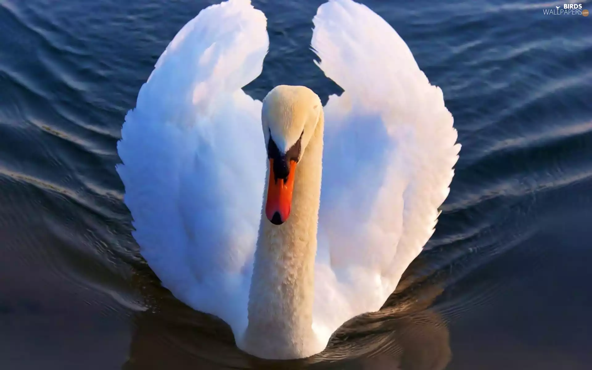 Swans, water