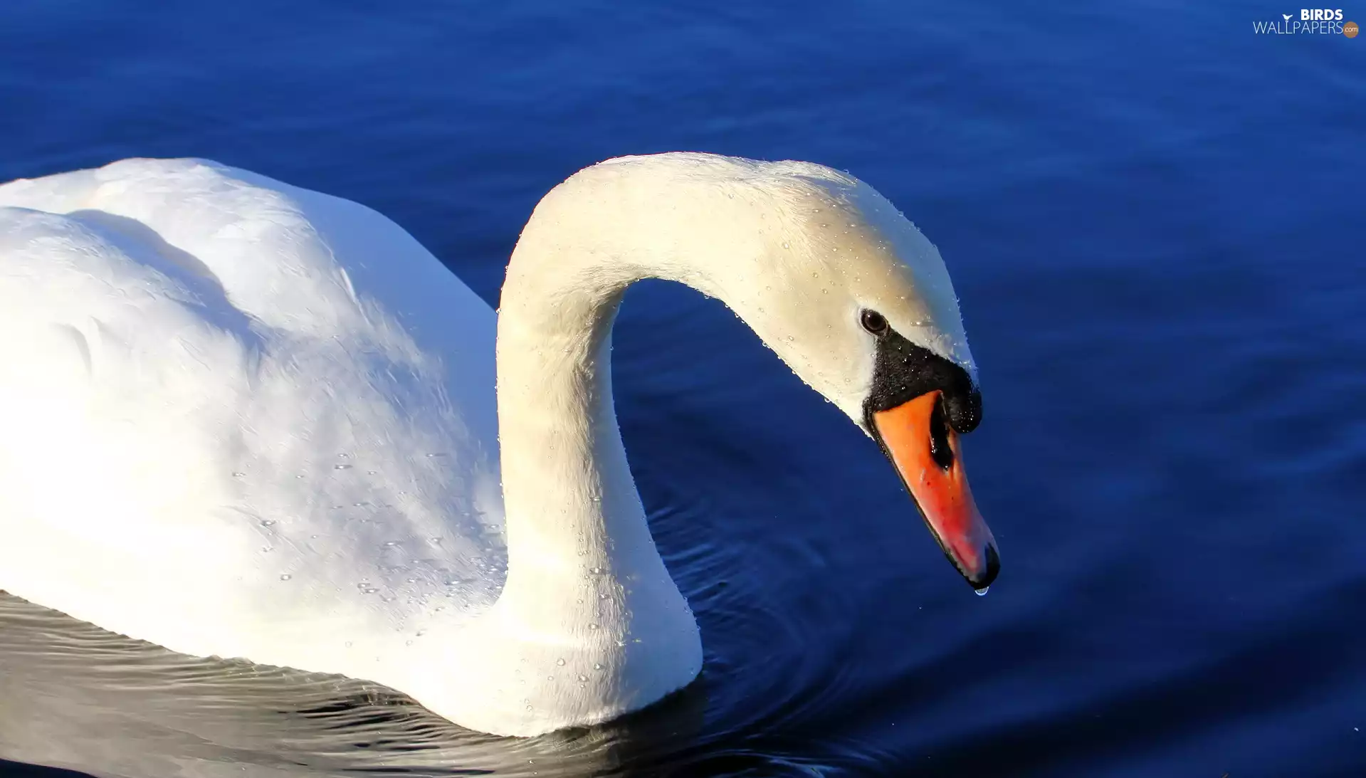 Swans, water