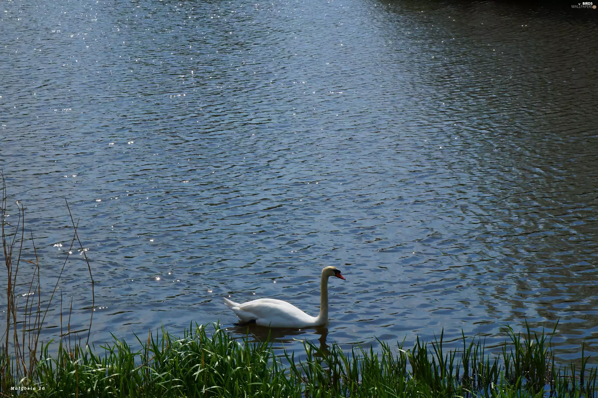 White, Swans, water, Bird, lake